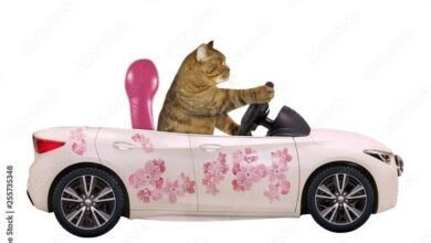 Dream About Cat In Car – Understanding Its Implications