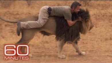 Dream About Riding A Lion – Spiritual and Psychological Insights