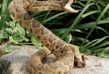 4228 dream about rattle snake exploring the meaning 220x150 - Dream About Snake Pregnant – Spiritual and Psychological Insights