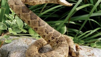 Dream About Rattle Snake – Exploring the Meaning