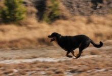 4255 dream about dog chasing me islam analysis and explanation 220x150 - Dream About Being Attacked By A Dog – Spiritual and Psychological Insights