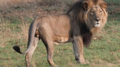 Dream About Lion In My Yard – Decoding the Message