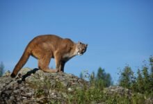 4286 dream about mountain lion in house understanding its implications 220x150 - Dreaming About Hungry Lion – Hidden Messages and Insights