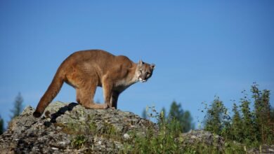 Dream About Mountain Lion In House – Understanding Its Implications