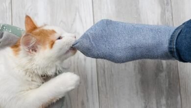 Dream About Cat Biting You – Understanding Its Implications