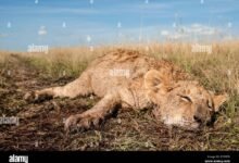 4324 dream about dead lion what it could indicate 220x150 - Dream About A Lion Stalking Me – Analysis and Explanation