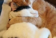 4355 dream about cat cuddling me exploring the meaning 220x150 - Dream About Seeing A Cat – Analysis and Explanation