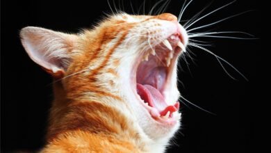 Dream About My Cat That Passed Away – Causes and Interpretations