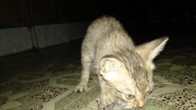 Dream About Cat Eating Rat – Understanding Its Implications