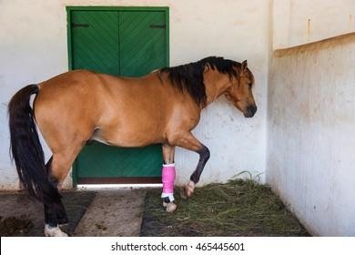 445601 - Dream About Injured Horse – What It Could Indicate