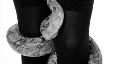 Dream About Snake Wrapped Around Leg – Hidden Messages and Insights