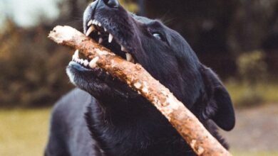 Dream About Dog Biting Someone – Hidden Messages and Insights