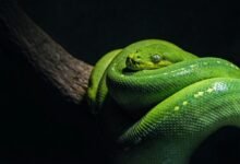 Dream About Snake Coming Out Of My Body – Decoding the Message