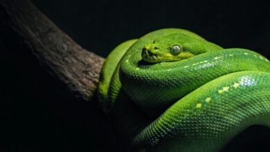 Dream About Snake Coming Out Of My Body – Decoding the Message