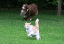 Dream About Dog Chasing Cat – Exploring the Meaning