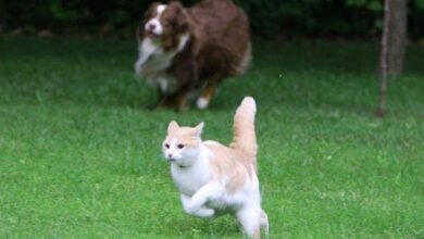 Dream About Dog Chasing Cat – Exploring the Meaning