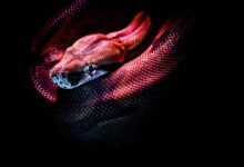 Dream About Holding Snake In Islam – Exploring the Meaning
