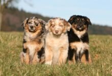 Dream About 3 Dogs – Causes and Interpretations