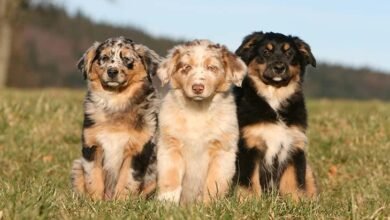 Dream About 3 Dogs – Causes and Interpretations