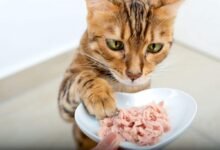 Dream About Cat Eating My Food – Exploring the Meaning