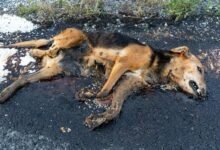 4524 dream about deceased dog understanding its implications 220x150 - Dream About Dog Poop – Decoding the Message