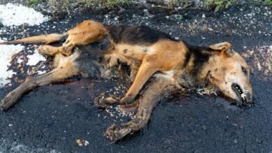 Dream About Deceased Dog – Understanding Its Implications