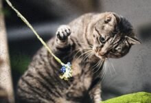 Dream About Cat Bite – Understanding Its Implications