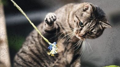 Dream About Cat Bite – Understanding Its Implications