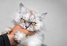 Dream About Cat Biting Me – Analysis and Explanation
