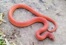 4549 dream about red snake islam exploring the meaning 220x150 - Dream About Snake Slithering Away – Analysis and Explanation