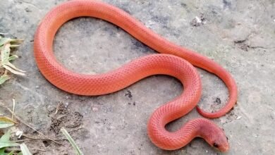 Dream About Red Snake Islam – Exploring the Meaning