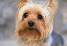4554 dream about small dog spiritual and psychological insights 220x150 - Dream About Dog That Has Passed Away – Understanding Its Implications