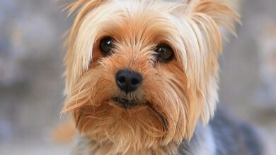 Dream About Small Dog – Spiritual and Psychological Insights
