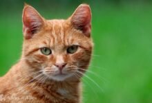 Dream About Cats Playing – What It Represents