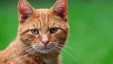 Dream About Cats Playing – What It Represents