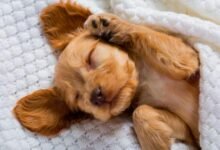 Dream About Dog That Has Passed Away – Understanding Its Implications