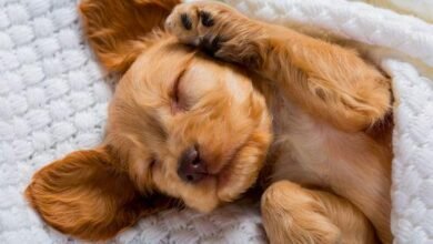 Dream About Dog That Has Passed Away – Understanding Its Implications