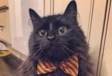 Dream About 2 Black Cats – Spiritual and Psychological Insights