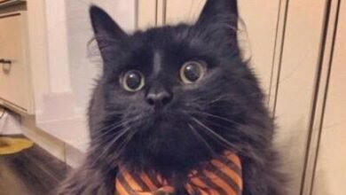 Dream About 2 Black Cats – Spiritual and Psychological Insights