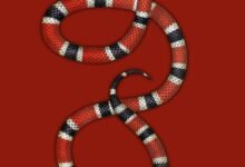 Dream About Red Snake – Decoding the Message