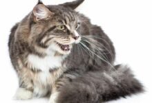 Dream About Cat Hissing At Me – Hidden Messages and Insights