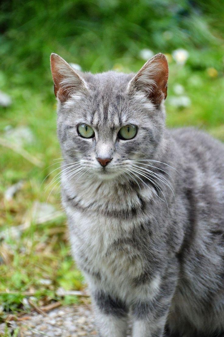 460c7c - Dream About Gray Cat – Spiritual and Psychological Insights