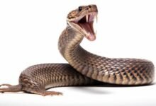 Dream About Snake Attacking My Child – What It Represents