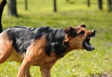 Dream About Dog Attacking My Dog – What It Represents