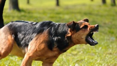 Dream About Dog Attacking My Dog – What It Represents