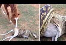4654 dream about snake eating my dog decoding the message 220x150 - Dream About Dog Staring At Me – Symbolism and Significance
