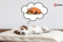 Dream About Dog With Ticks – Causes and Interpretations