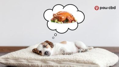 Dream About Dog With Ticks – Causes and Interpretations