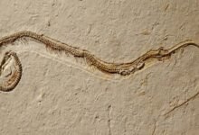 4686 dream about snake with legs decoding the message 220x150 - Dream About Snake In Car – Understanding Its Implications