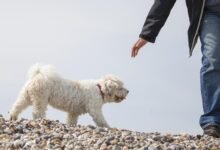 Dream About Dog Being Stolen – Spiritual and Psychological Insights